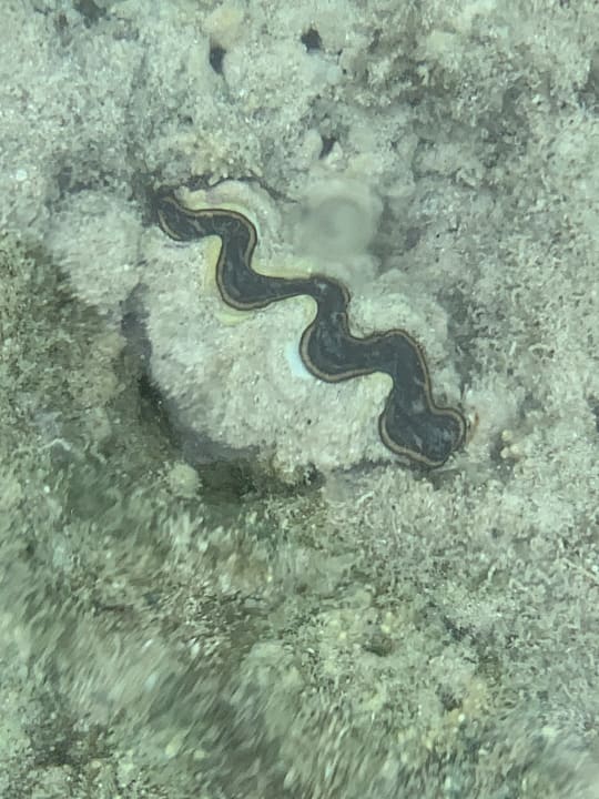 Strand Makadi Spa - Adults only