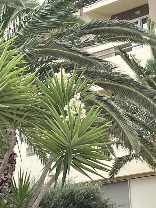 Gartenanlage Tylissos Beach Hotel