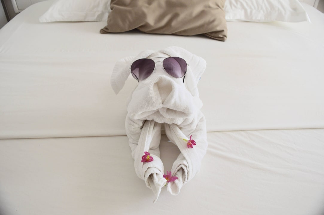 Süsser Hund im Zimmer Tropical Attitude - Adults only