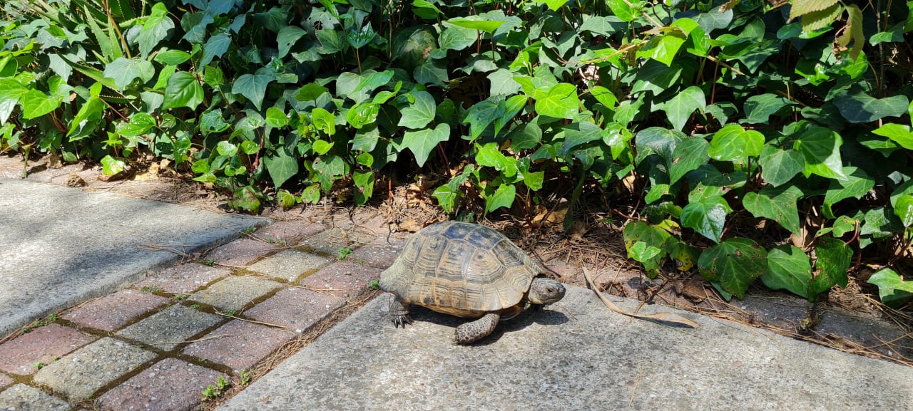 Sonstiges Asteria Family Belek