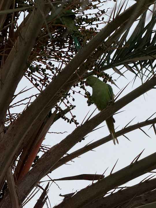 Außenansicht Hotel Riu Paraiso Lanzarote
