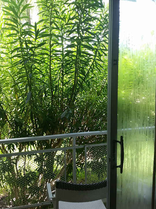 Der Balkon, aus den Pflanzen krabbelten Ameisen Postcard Inn Beach Resort & Marina @ Holiday Isle