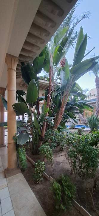 Gartenanlage Iberostar Waves Averroes