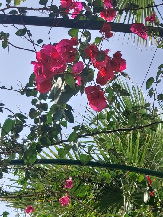 Gartenanlage Hotel Royal Nozha