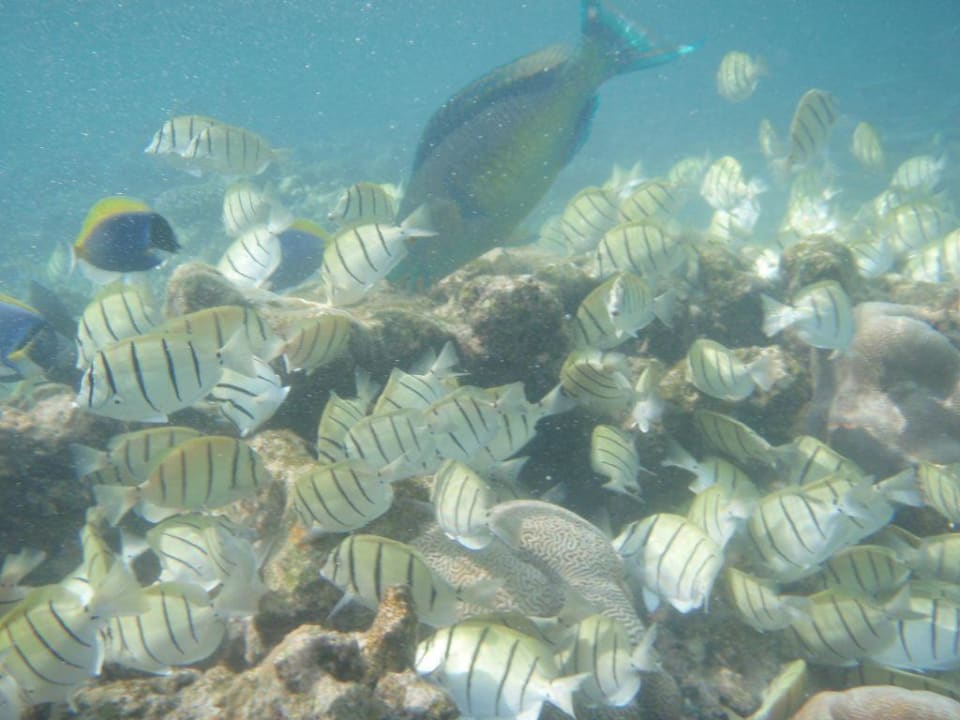 Noch mehr Fisch Eri Maldives