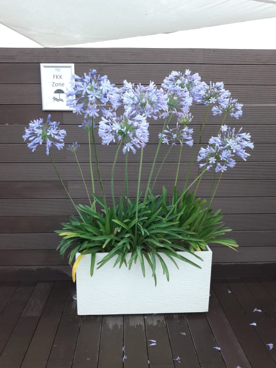 Sonstiges allsun Hotel Cristóbal Colón