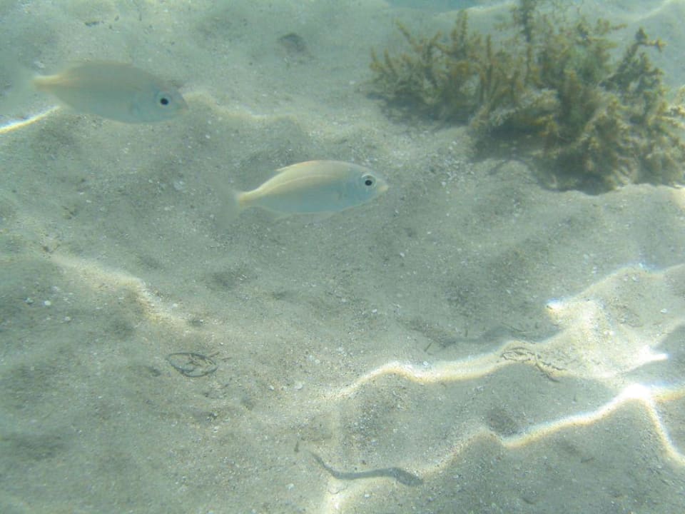 Fische Three Corners Rihana Resort Deluxe