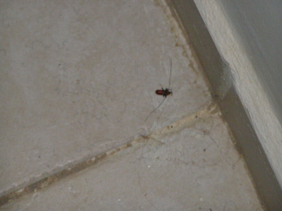 Fussboden-Zimmer Hotel Bravo Djerba