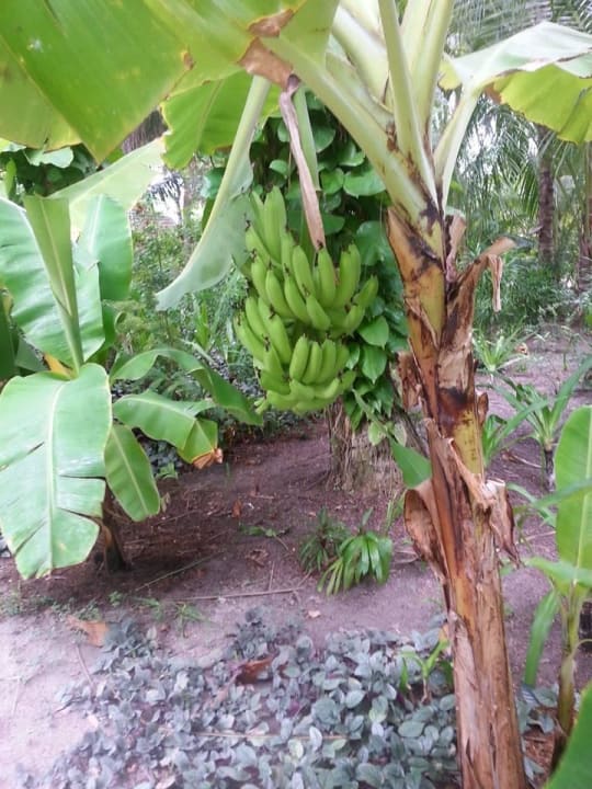 Bananen Kuramathi Maldives