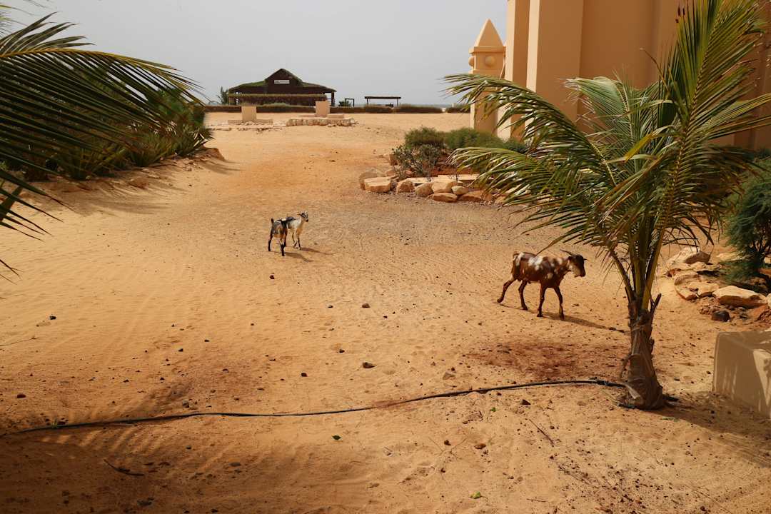 Hotel Riu Touareg Hotel Riu Touareg