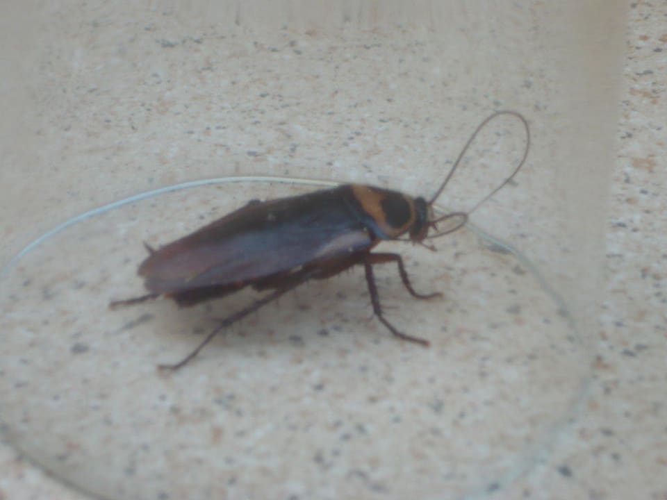 Unsere Besucher  Ole Tropical Tenerife