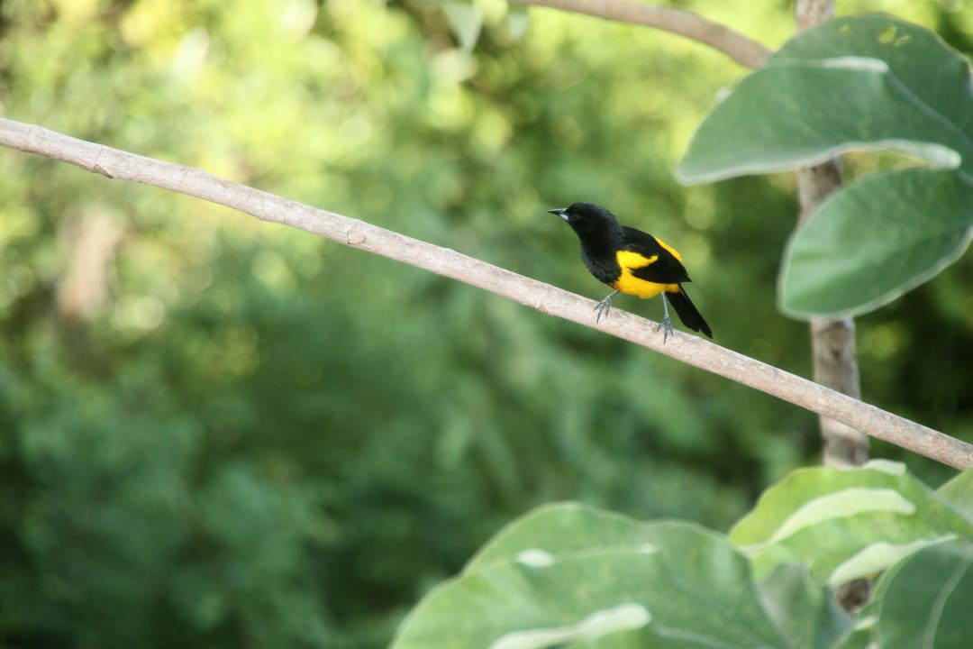 Vögel am Balkon Sandos Playacar Select Club Adults only - All Inclusive