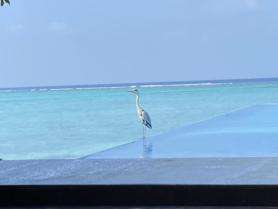 Pool Summer Island Maldives