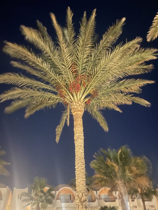 Gartenanlage Three Corners Sea Beach Resort