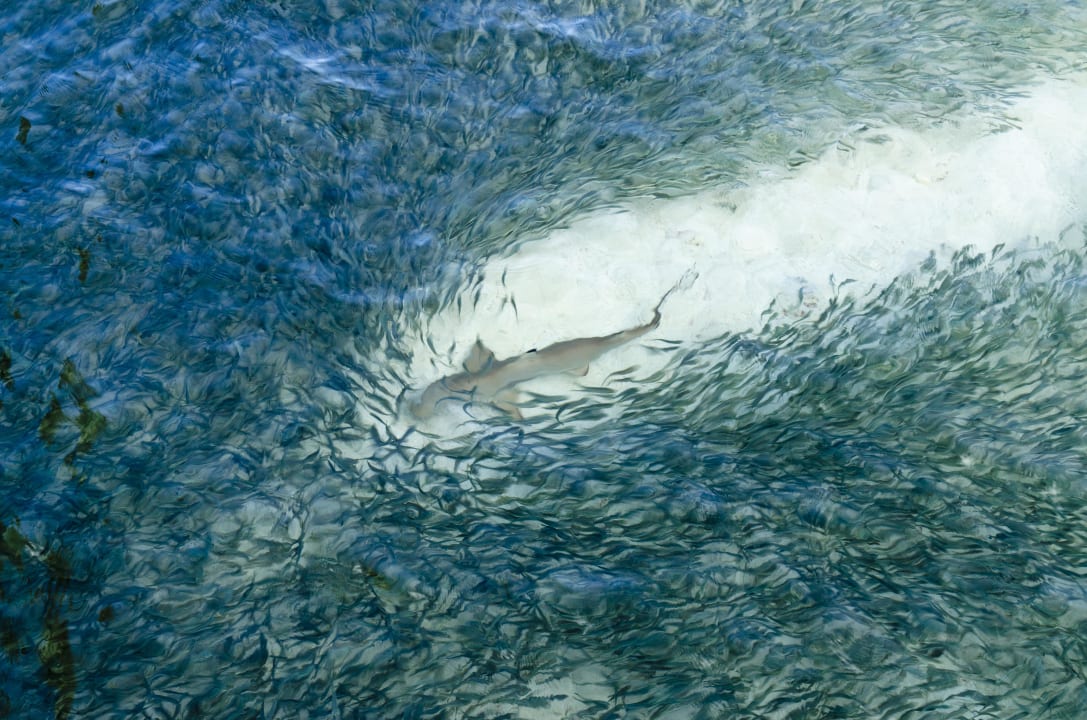 Shark Mirihi Island Resort
