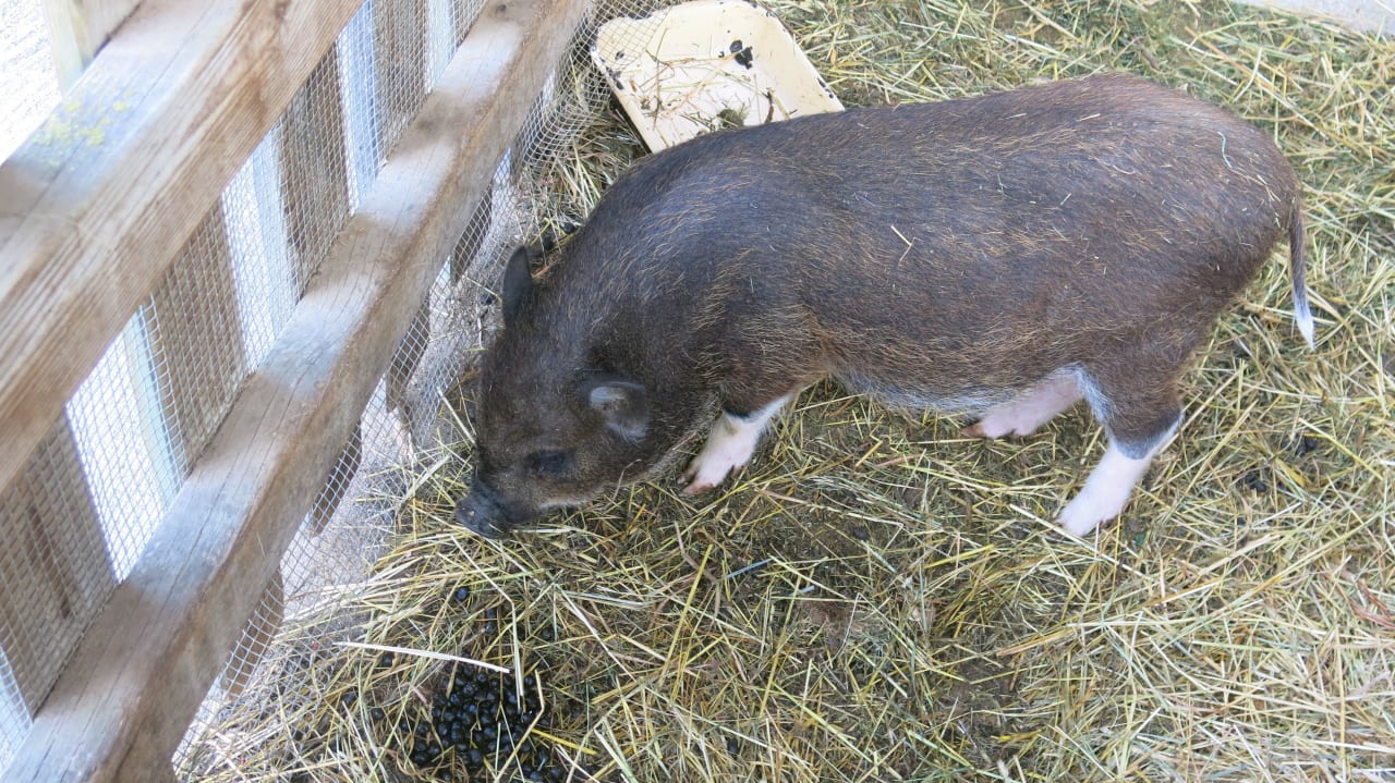 Frieda Familienhotel Ramsi