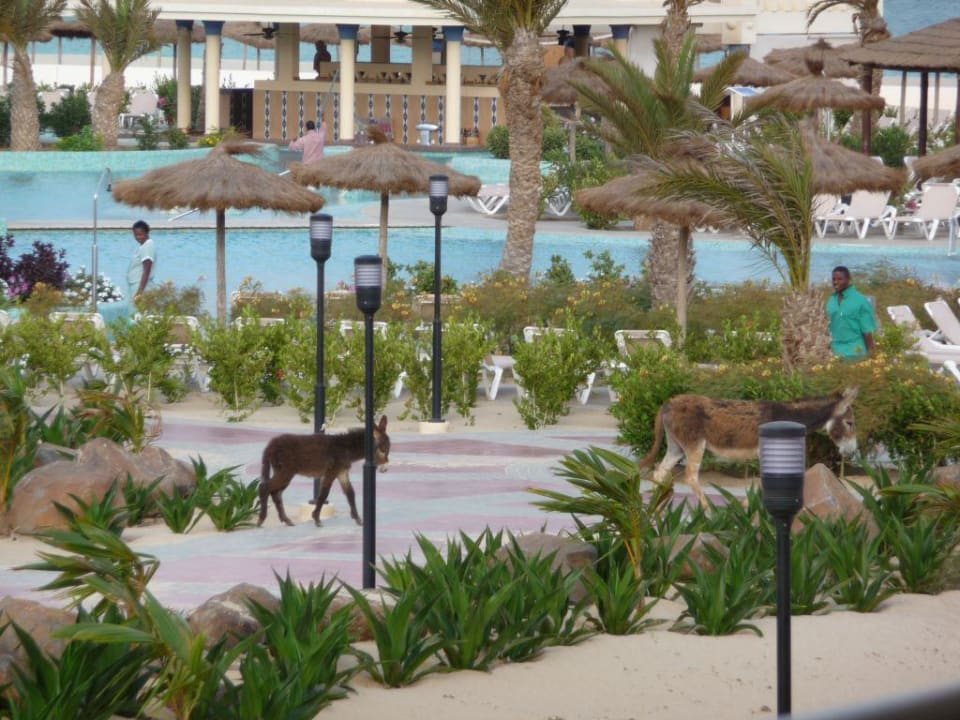 Esel in der Anlage Hotel Riu Karamboa