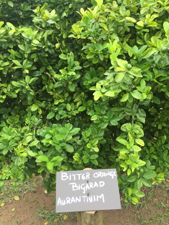 Gartenanlage La Digue Island Lodge