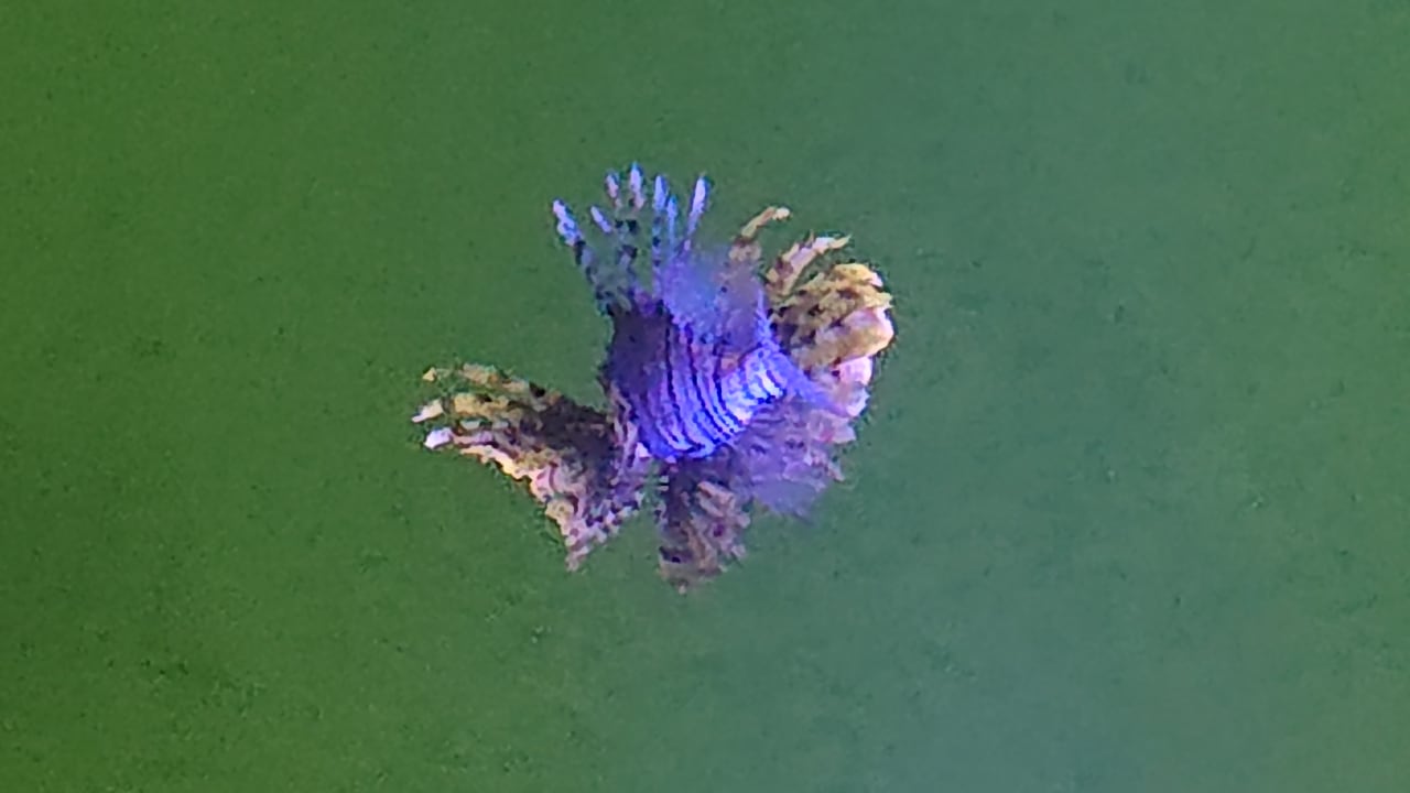 Strand Pickalbatros Citadel Resort