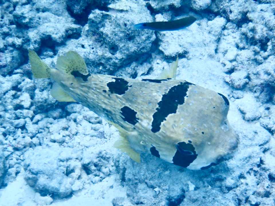 Strand Vilamendhoo Island Resort & Spa