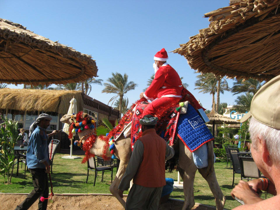Weihnachtsmann kommt mit einem Kamel Sea Beach Edge By Rotana
