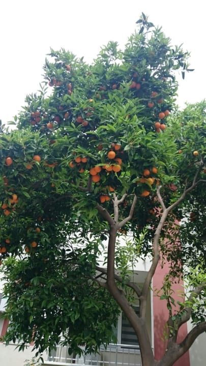 Gartenanlage Hotel Sirma