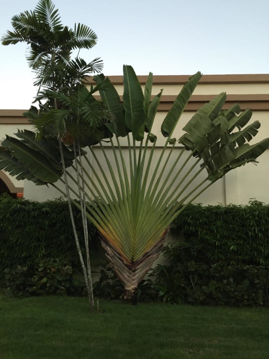 Garten Hotel Riu Bambu