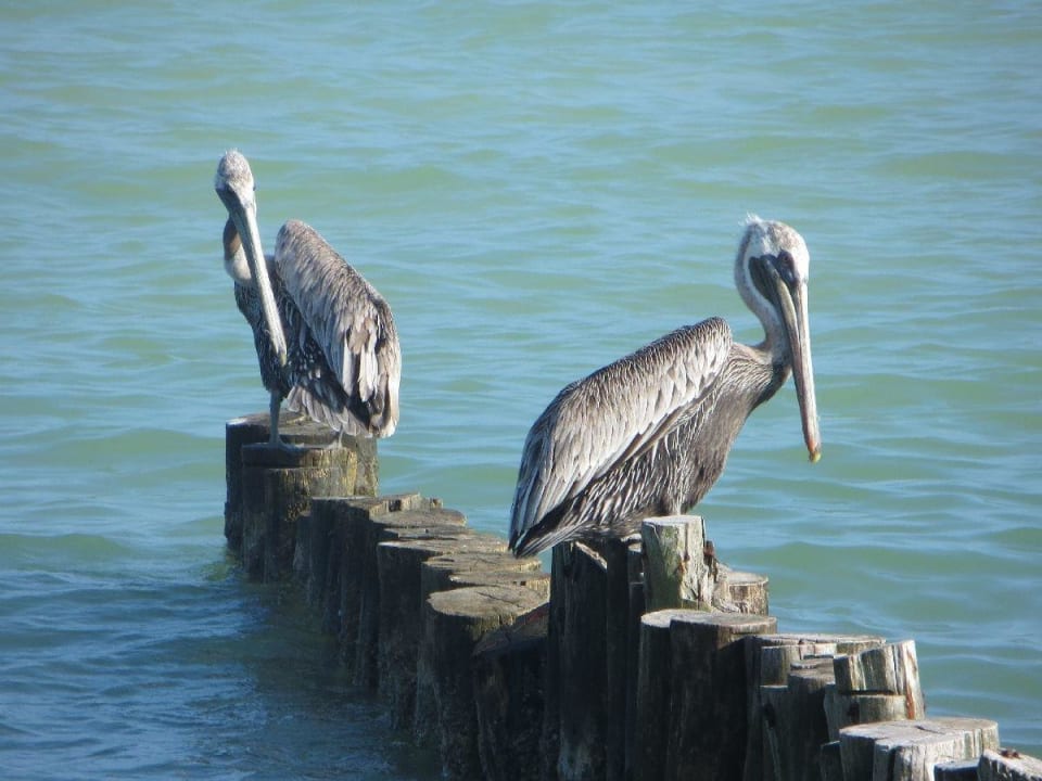 Selbsterklärend Hotel Villas Flamingos