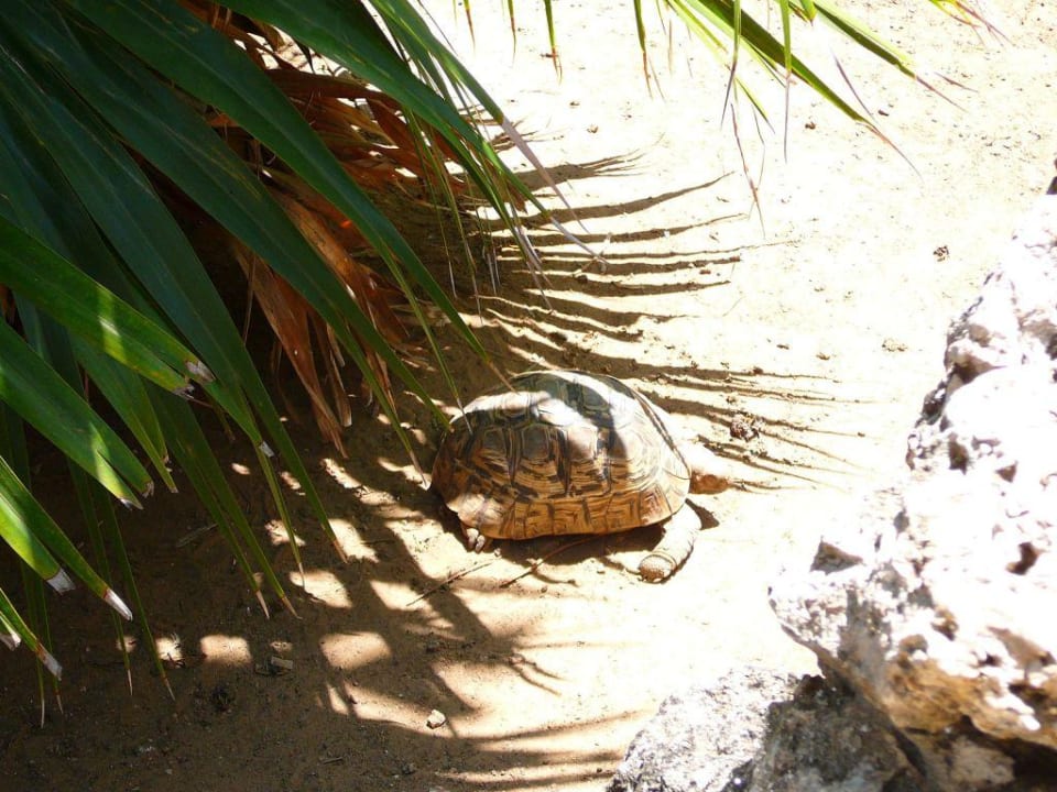 tortoise Bahari Beach Hotel