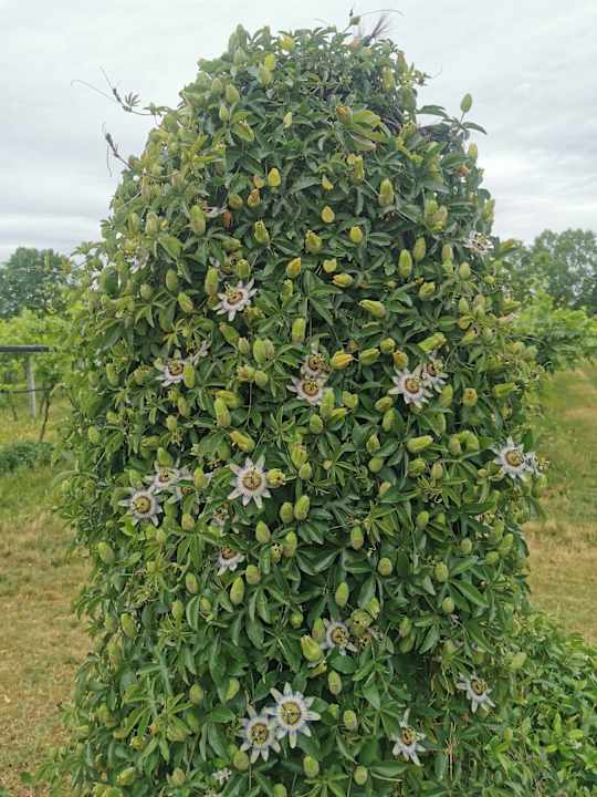 Gartenanlage Hotel Corte Pontigliardo