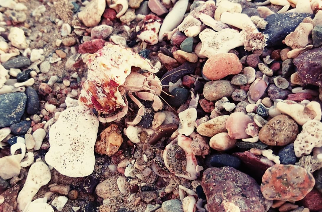 Strand Coral Sun Beach
