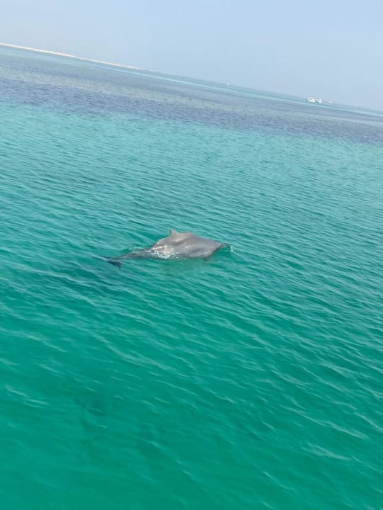 Strand Arabia Azur Resort