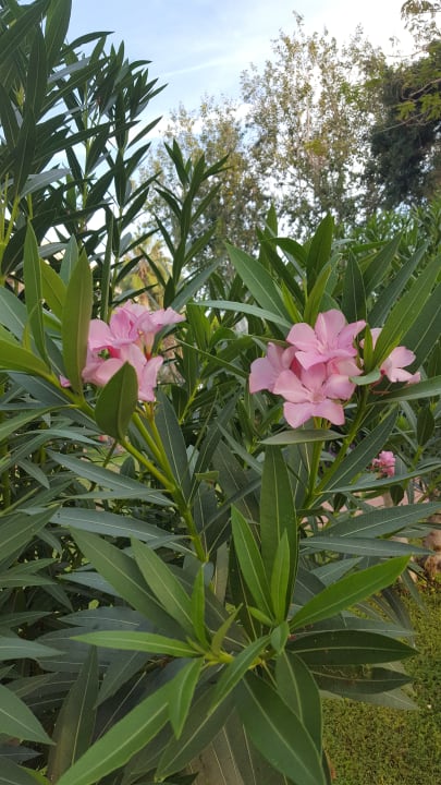 Garten Labranda Alantur Resort