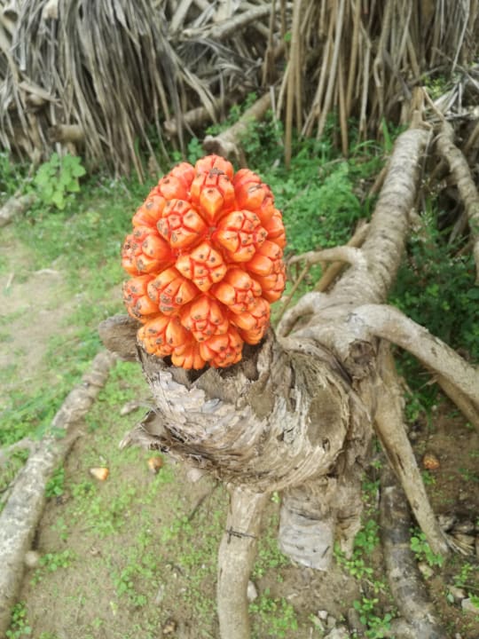 Gartenanlage Turyaa Kalutara