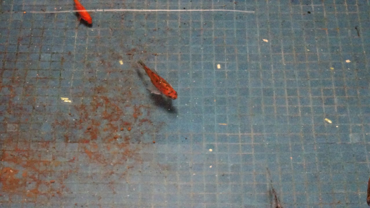 Lobby Kn Arenas del Mar Hotel