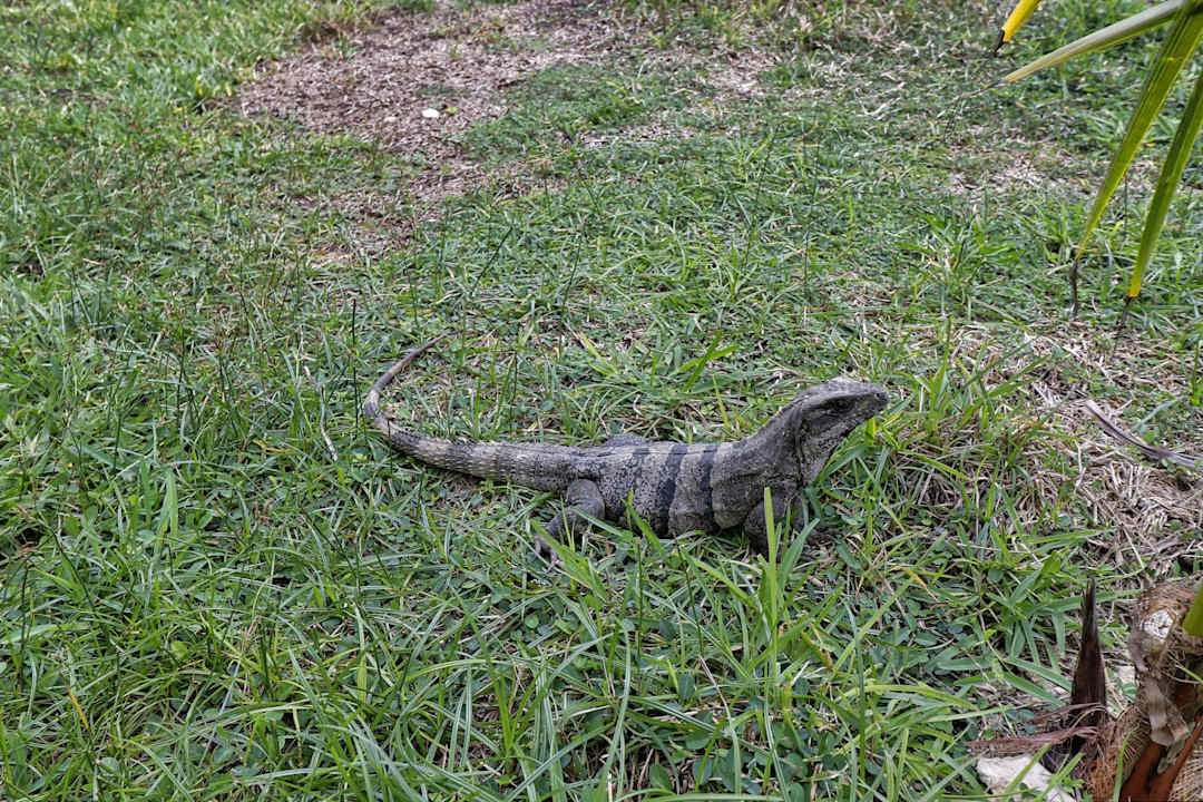 Gartenanlage Akumal Bay Beach & Wellness Resort