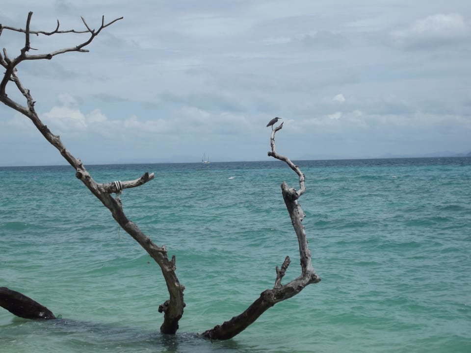 Der Vogel, der Ast und das Meer Hotel Thapwarin Resort