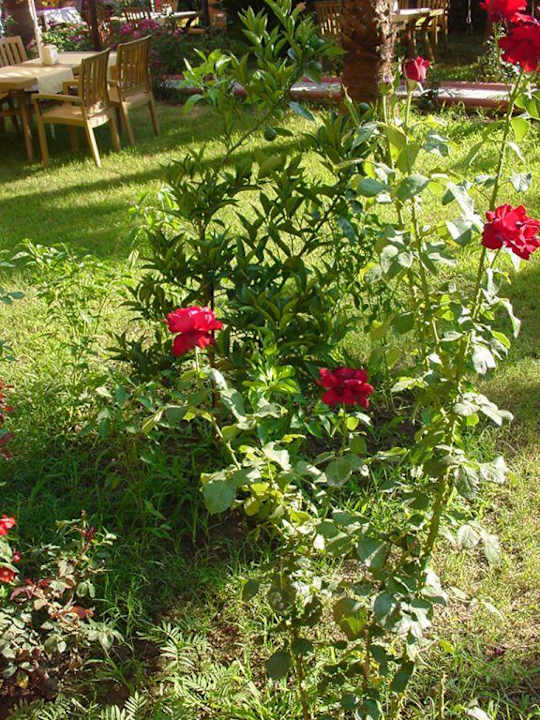 Ogrod Hotel Özgürhan