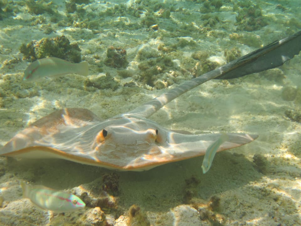 Rochen am Hausriff Adaaran Select Hudhuran Fushi - Premium All Inclusive