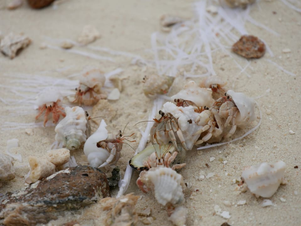 Strand Adaaran Select Meedhupparu Island Resort - Premium All Inclusive