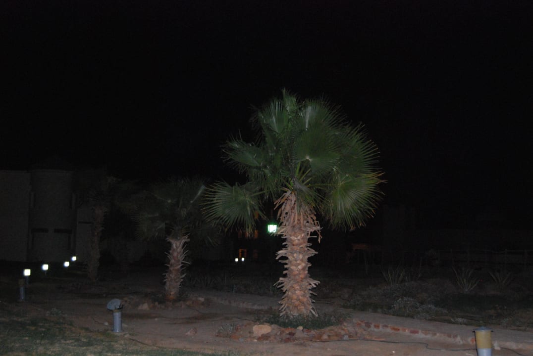 Widok na ogród wyjście z tarasu Siva Golden Bay Makadi