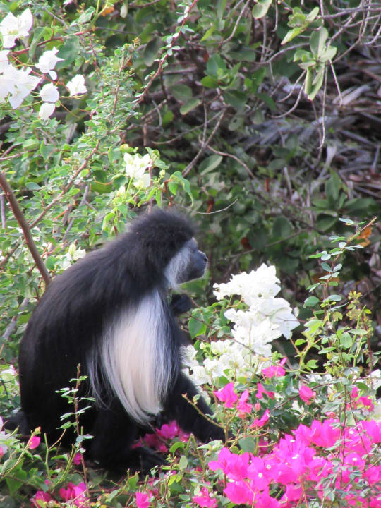 Affen Hotel Southern Palms Beach Resort