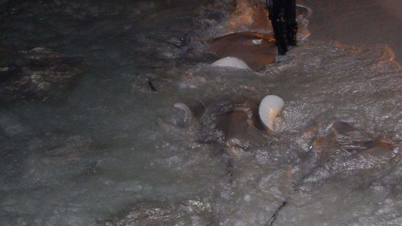 Tägliche Rochenfütterung Kuramathi Maldives