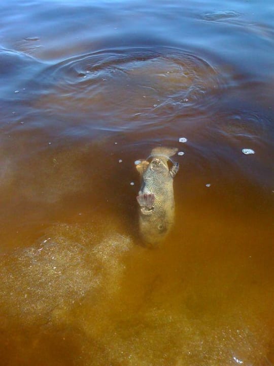 Tote Fische jeden Tag Miramar Al Aqah Beach Resort