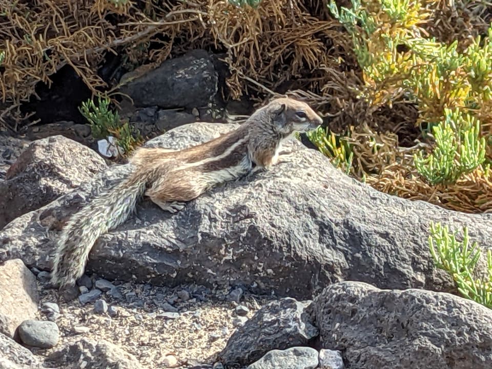 Sonstiges Hotel Riu Palace Jandia