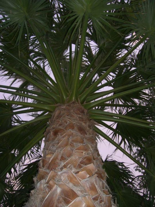 Palme Hotel Calypso Beach