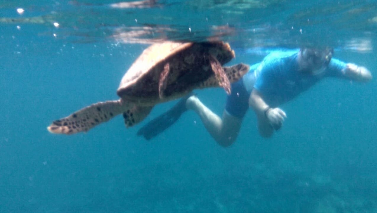 Turtle Reef Explorer Meeru Maldives Resort Island