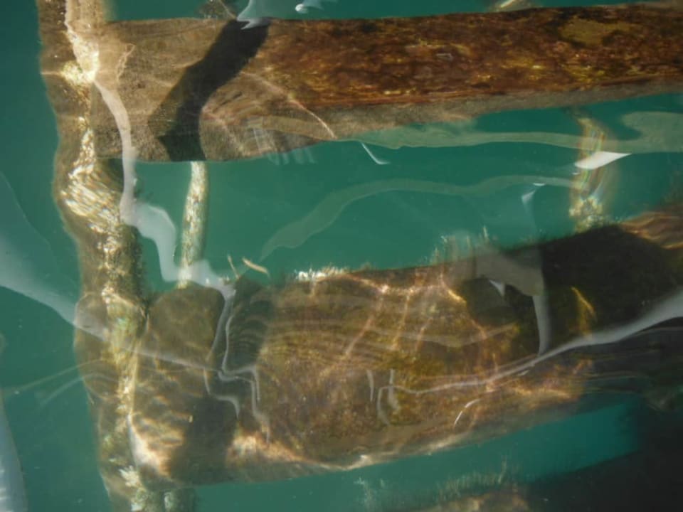 Plaża pomost molo Royal Seginus