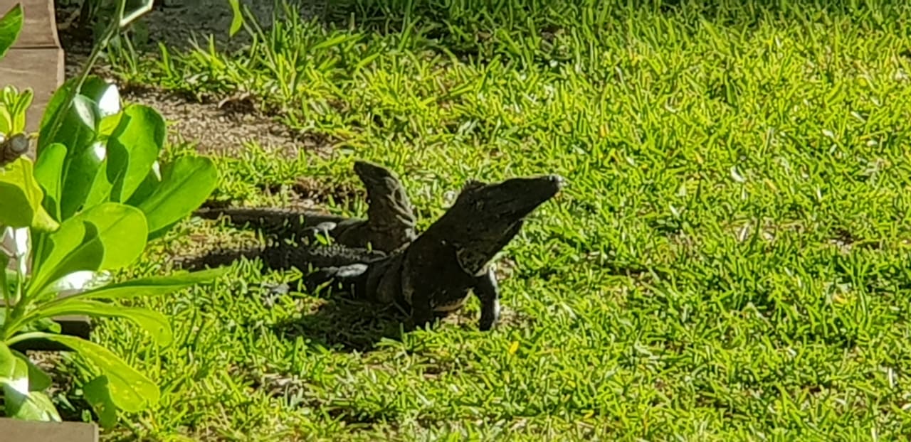 Gartenanlage Akumal Bay Beach & Wellness Resort