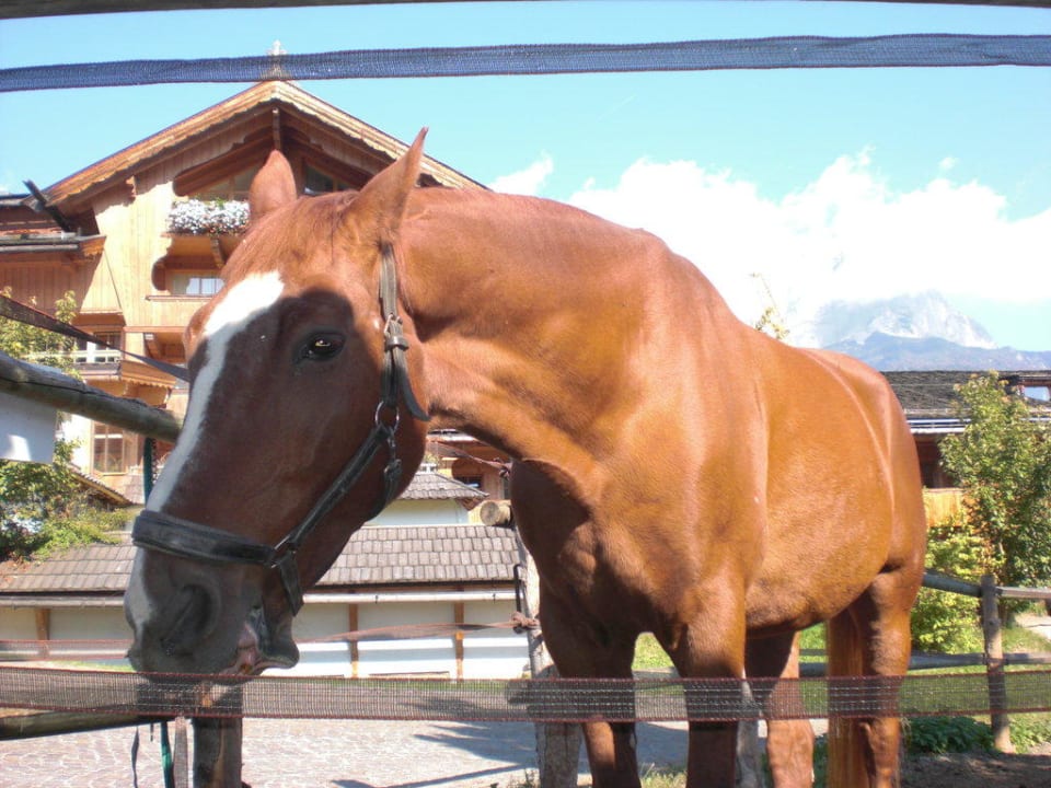 Pferd Biohotel Stanglwirt
